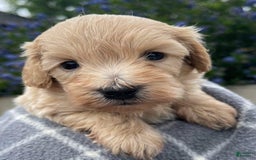 Maltipoo dogs for sale: Kayla - Image 1