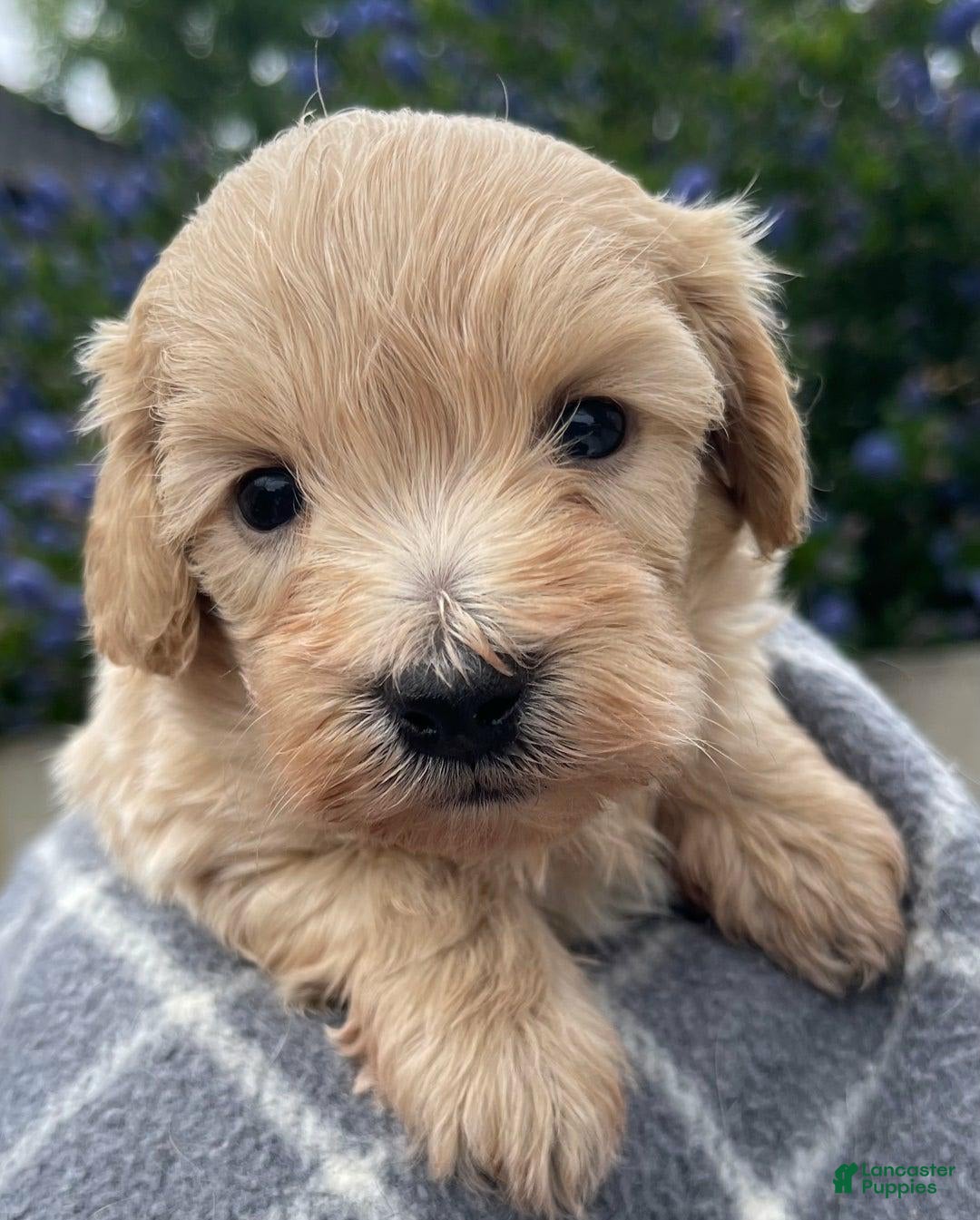 Maltipoo dogs for sale: Kayla - Image 1