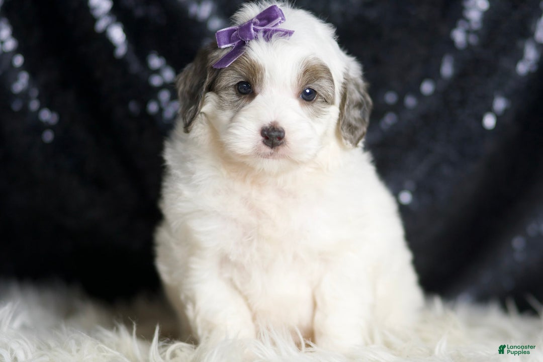 Mini Goldendoodle dogs for sale: Hannah - Image 2