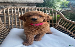 Mini Goldendoodle dogs for sale: Lily - Image 6