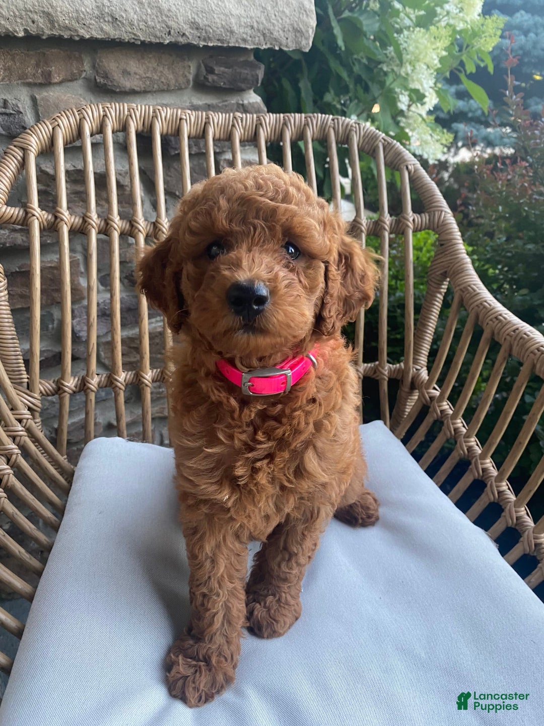 Mini Goldendoodle dogs for sale: Lily - Image 6