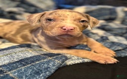 American Bully dogs for sale: Rocky - Image 4