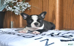 Boston Terrier dogs for sale: Hattie - Image 2