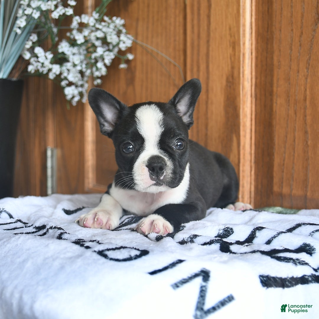 Boston Terrier dogs for sale: Hattie - Image 2