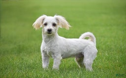 Morkie dogs for sale: Conrad - Image 2