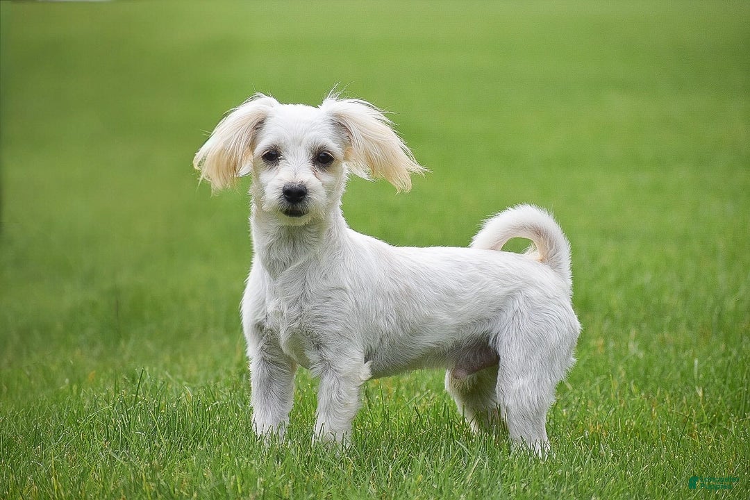 Morkie dogs for sale: Conrad - Image 2