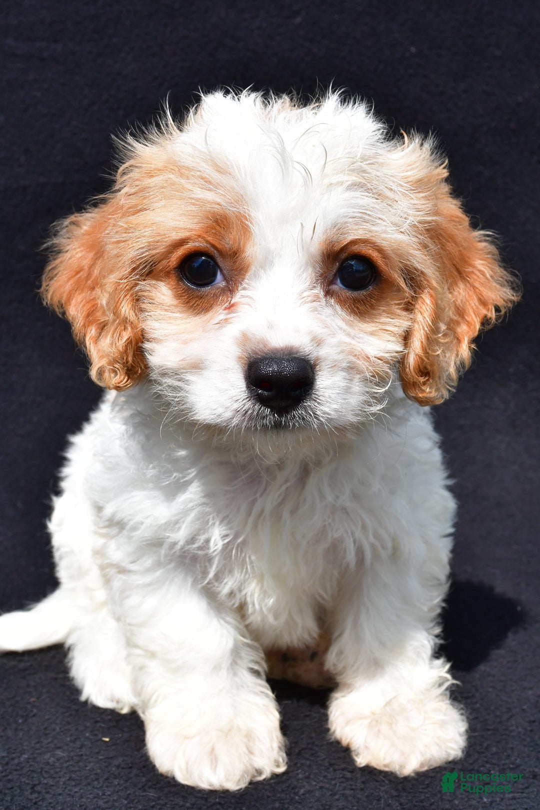 Cavachon dogs for sale: Blossom - Image 6