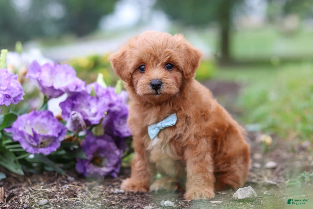 Maltipoo dogs for sale: Dewey - Image 7