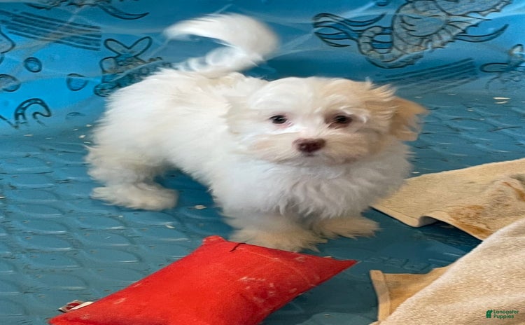 Havanese dogs for sale - Ad 4