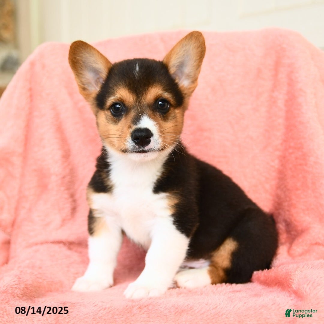 Welsh Corgi Pembroke dogs for sale: Vermont AKC - Image 1