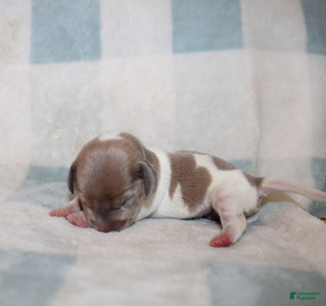 Miniature Dachshund dogs for sale: Maverick - Image 3