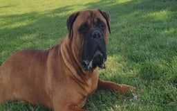Bullmastiff dogs for sale: Tess - Image 3