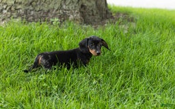 Miniature Dachshund dogs for sale: Miniature Dachshund 4 puppies - Image 9