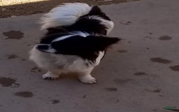 Chihuahua dogs for sale: Full Akc Rose - Image 4