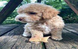 Miniature Poodle dogs for sale: Dexter - Image 21