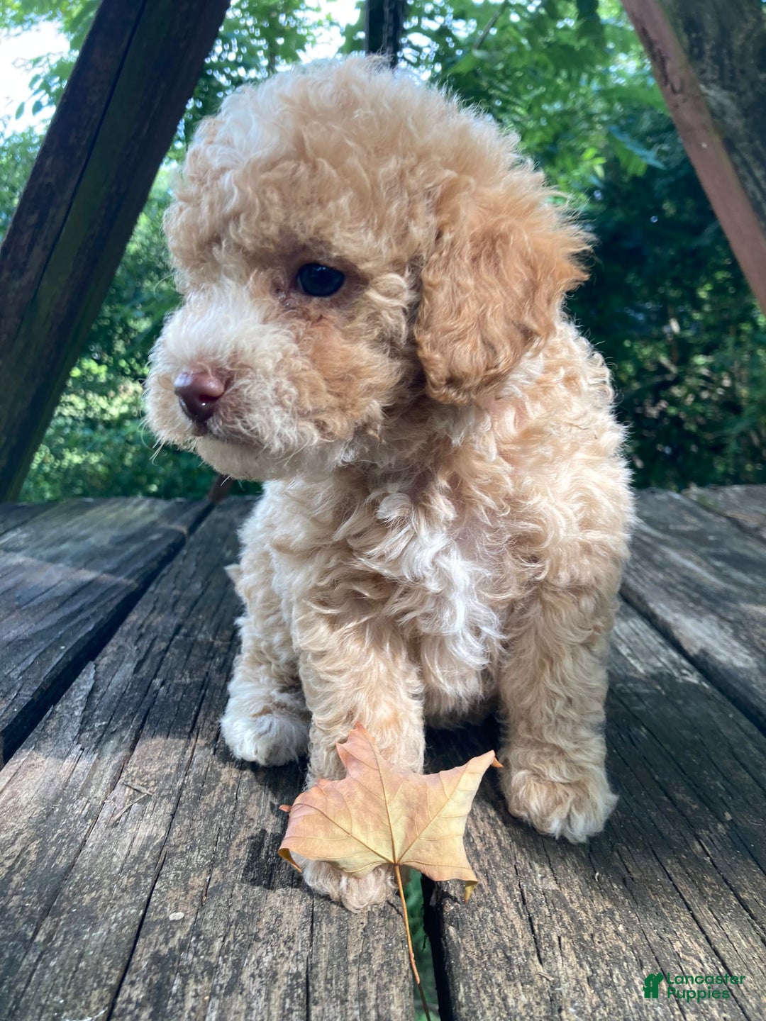 Miniature Poodle dogs for sale: Dexter - Image 21