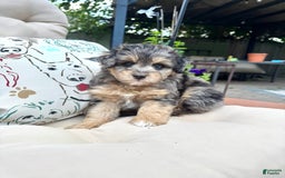 Mini Goldendoodle dogs for sale: Salma - Image 1