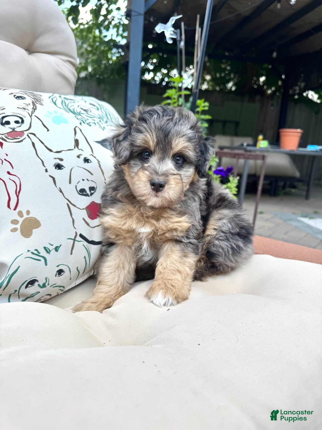 Mini Goldendoodle dogs for sale: Salma - Image 1