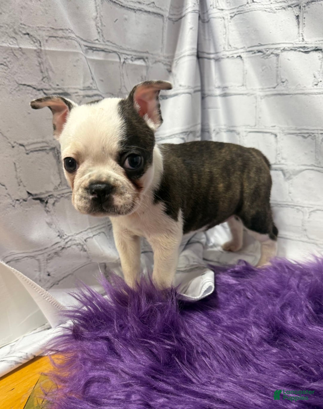 Boston Terrier dogs for sale: Juliet - Image 5