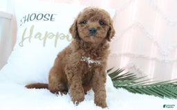Goldendoodle dogs for sale: Mike - Image 3