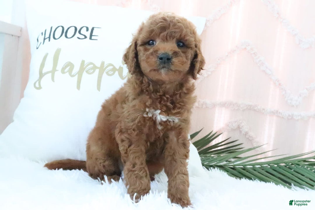 Goldendoodle dogs for sale: Mike - Image 3