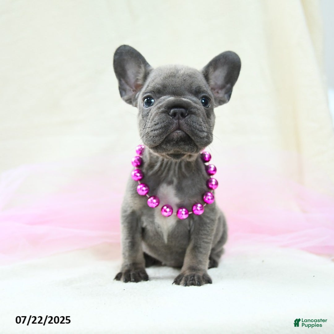 French Bulldog dogs for sale: Esme Akc - Image 1