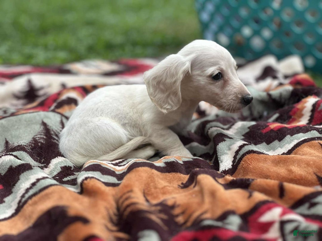 Miniature Dachshund dogs for sale: Ice - Image 1