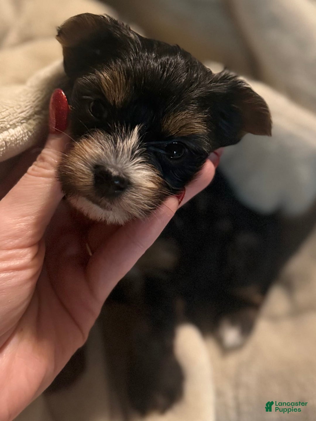 Yorkshire Terrier dogs for sale: Polly - Image 7