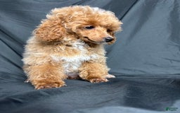 Toy Poodle dogs for sale: Lada - Image 15