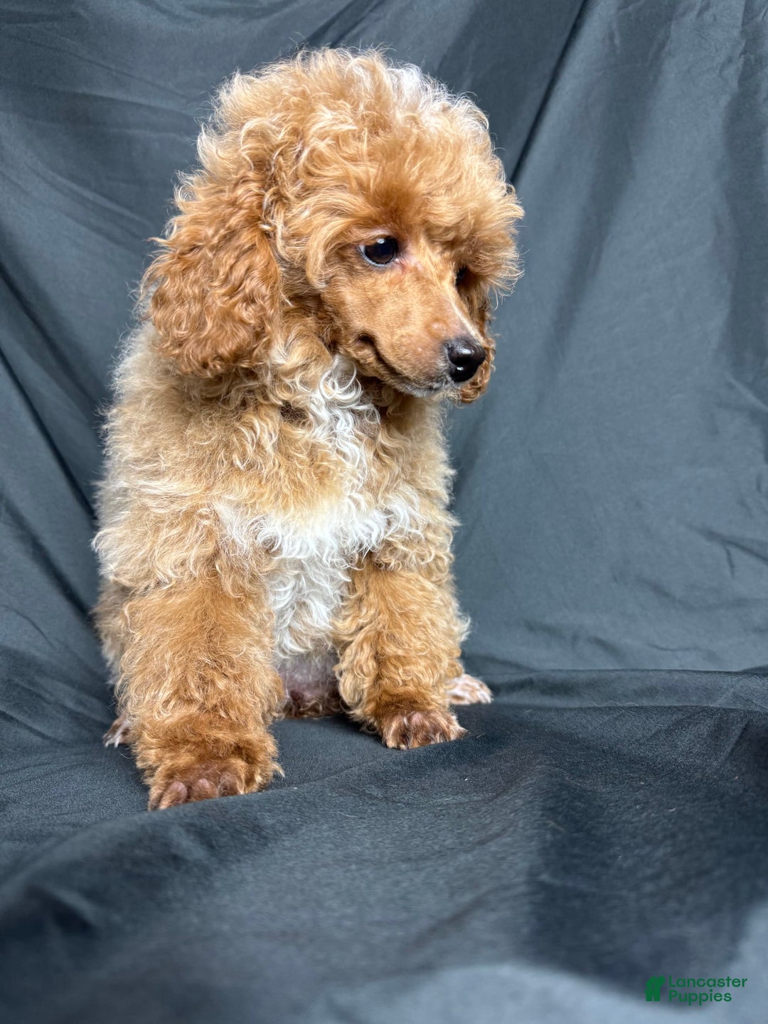 Toy Poodle dogs for sale: Lada - Image 15