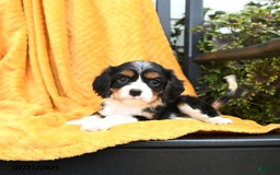 Cavalier King Charles Spaniel dogs for sale: Ginger - Image 2