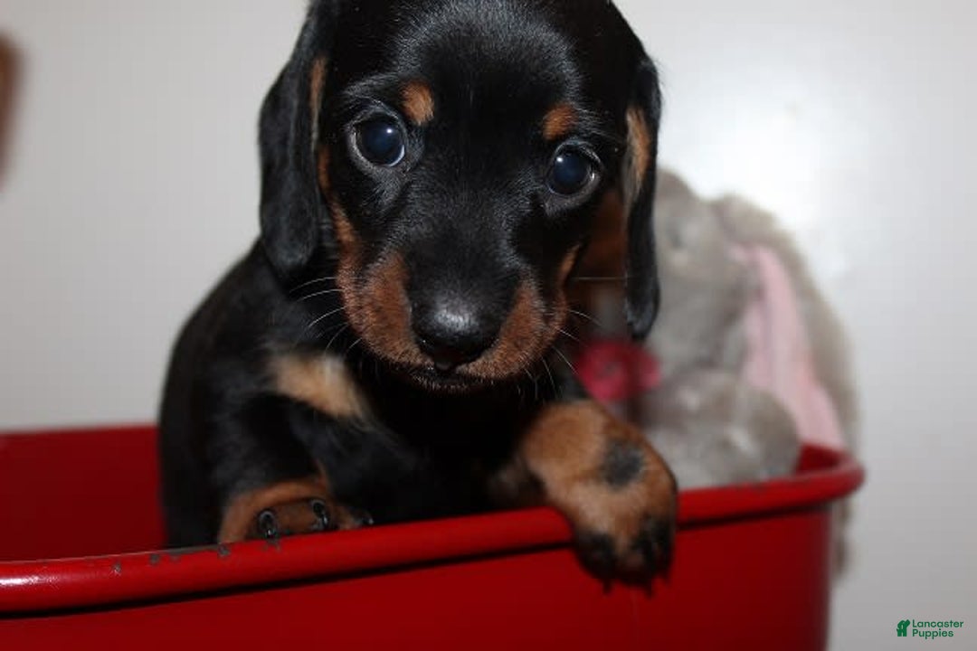Dachshund dogs for sale: Raven Girl 1 - Image 1