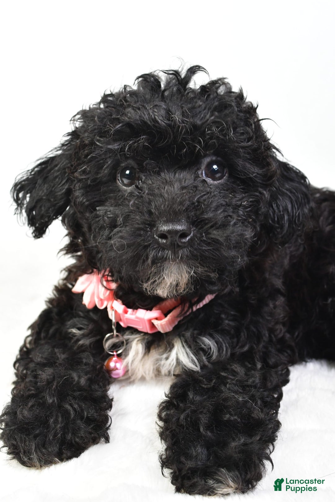 Bichpoo dogs for sale: Alisha - Image 1