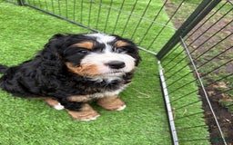 Bernedoodle dogs for sale: Prudence - Image 10