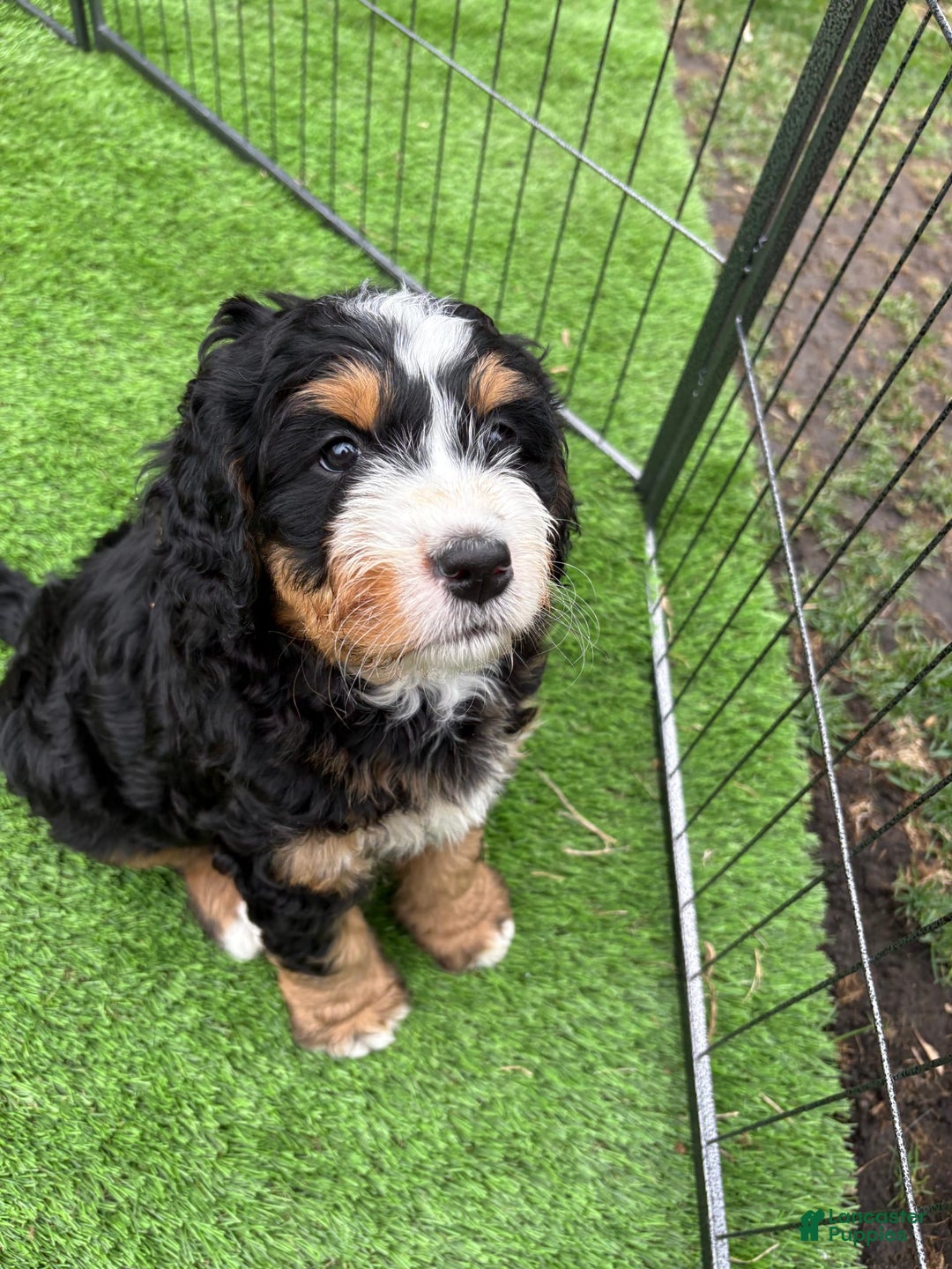 Bernedoodle dogs for sale: Prudence - Image 10