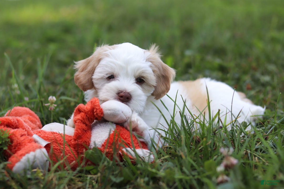 Shihpoo dogs for sale: Oliver - Image 9
