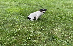 Rat Terrier dogs for sale: Samson - Image 8