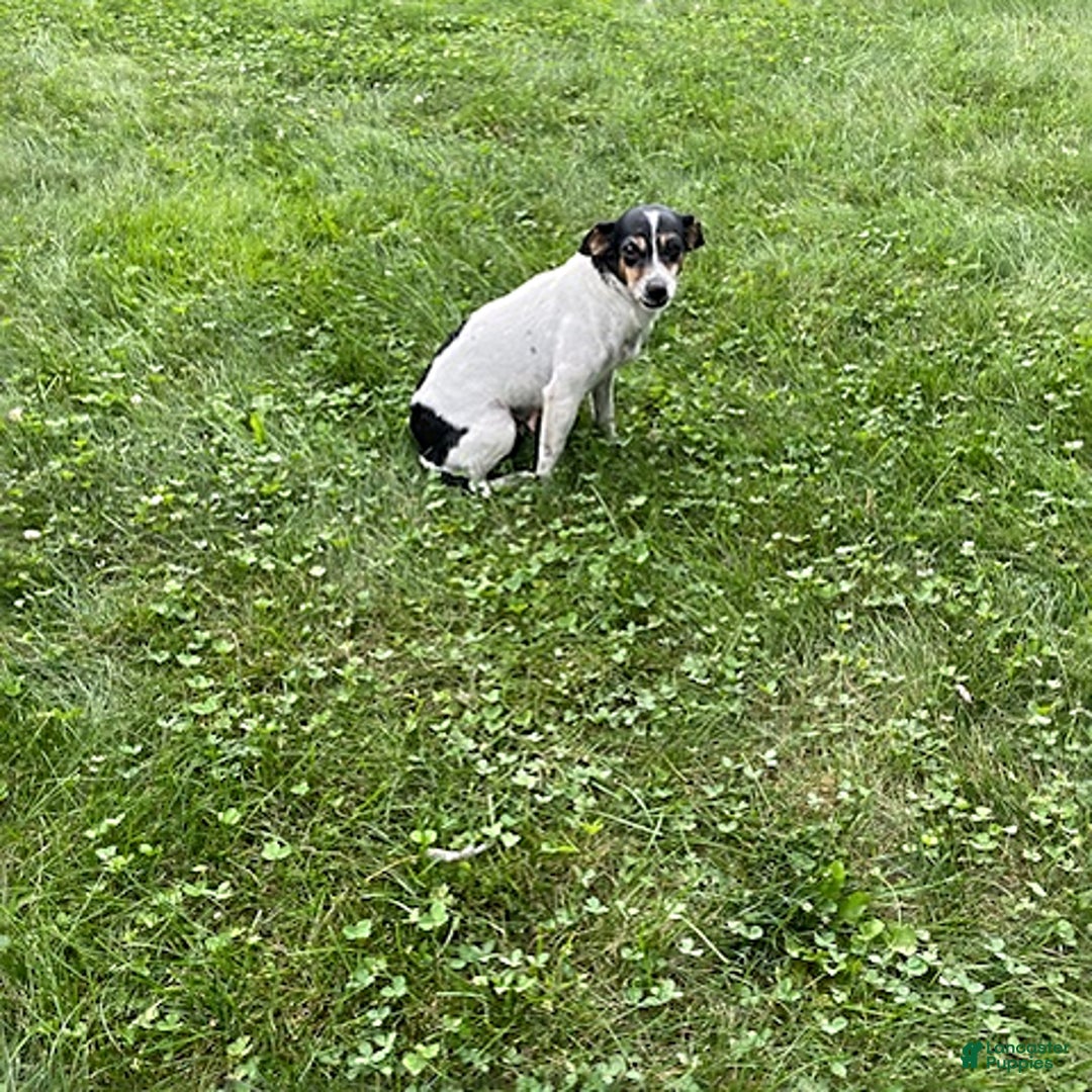 Rat Terrier dogs for sale: Samson - Image 8