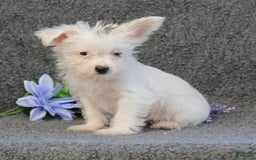 Yorkshire Terrier dogs for sale: Tony - Image 2