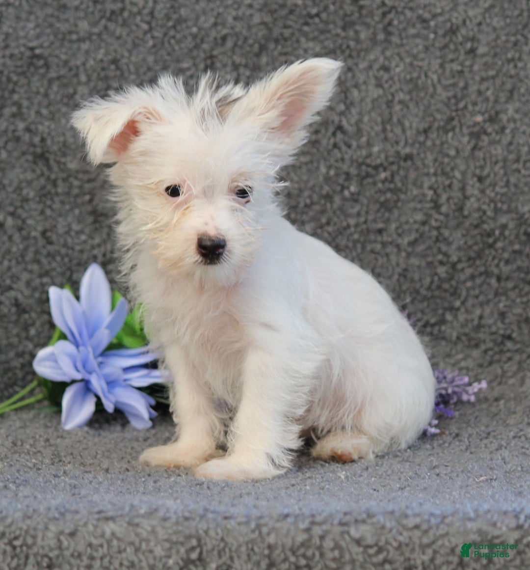 Yorkshire Terrier dogs for sale: Tony - Image 2