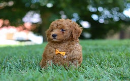 Cavapoo dogs for sale: Cavapoo 5 puppies - Image 25