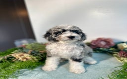 Mini Bernedoodle dogs for sale: Jewel - Image 5