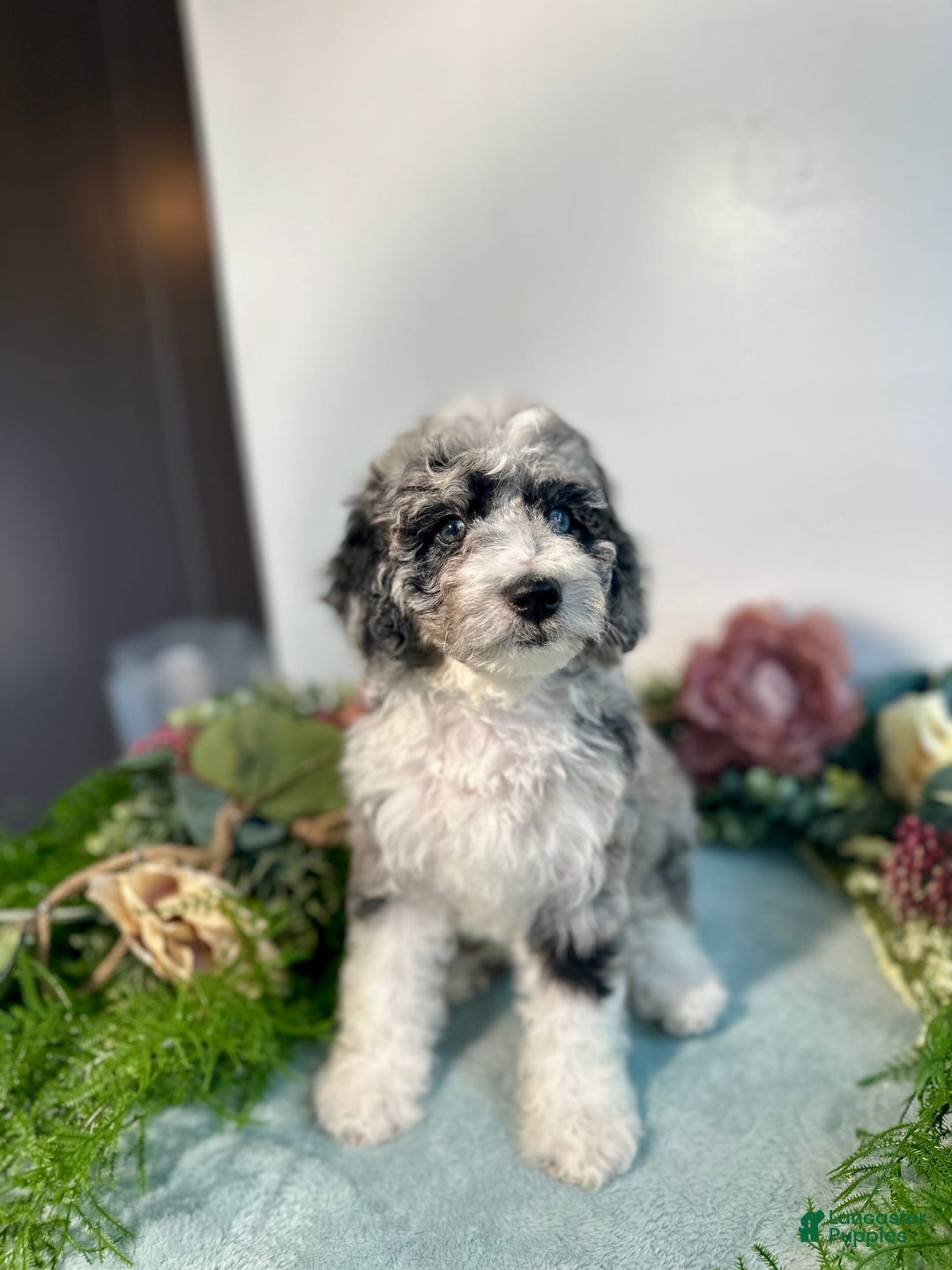 Mini Bernedoodle dogs for sale: Jewel - Image 5