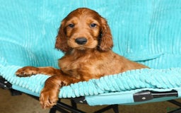 Irish Setter dogs for sale: Maverick - Image 1