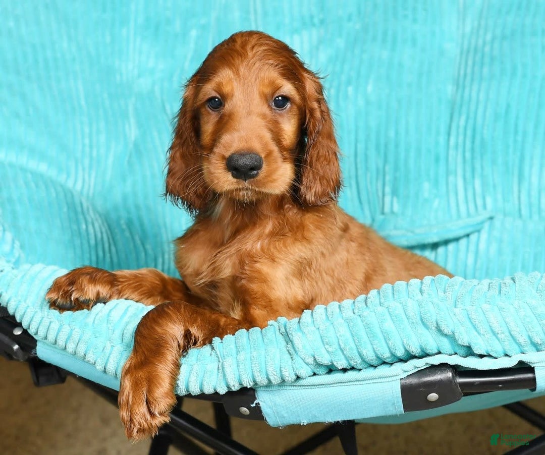 Irish Setter dogs for sale: Maverick - Image 1