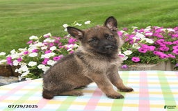 German Shepherd dogs for sale: Maverick - Image 3