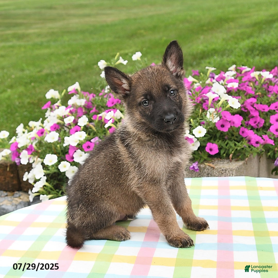 German Shepherd dogs for sale: Maverick - Image 3