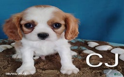 Cavalier King Charles Spaniel dogs for sale: CJ - Image 1