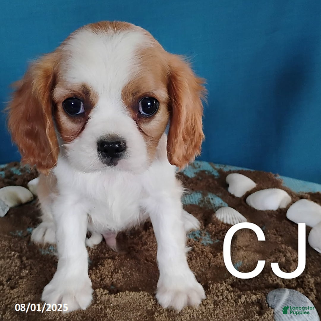 Cavalier King Charles Spaniel dogs for sale: CJ - Image 1