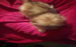 Shih Tzu dogs for sale: Multi Color Wave On Back - Image 3